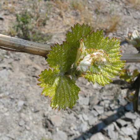Weinhotel Hubertus Garni Klotten Bagian luar foto