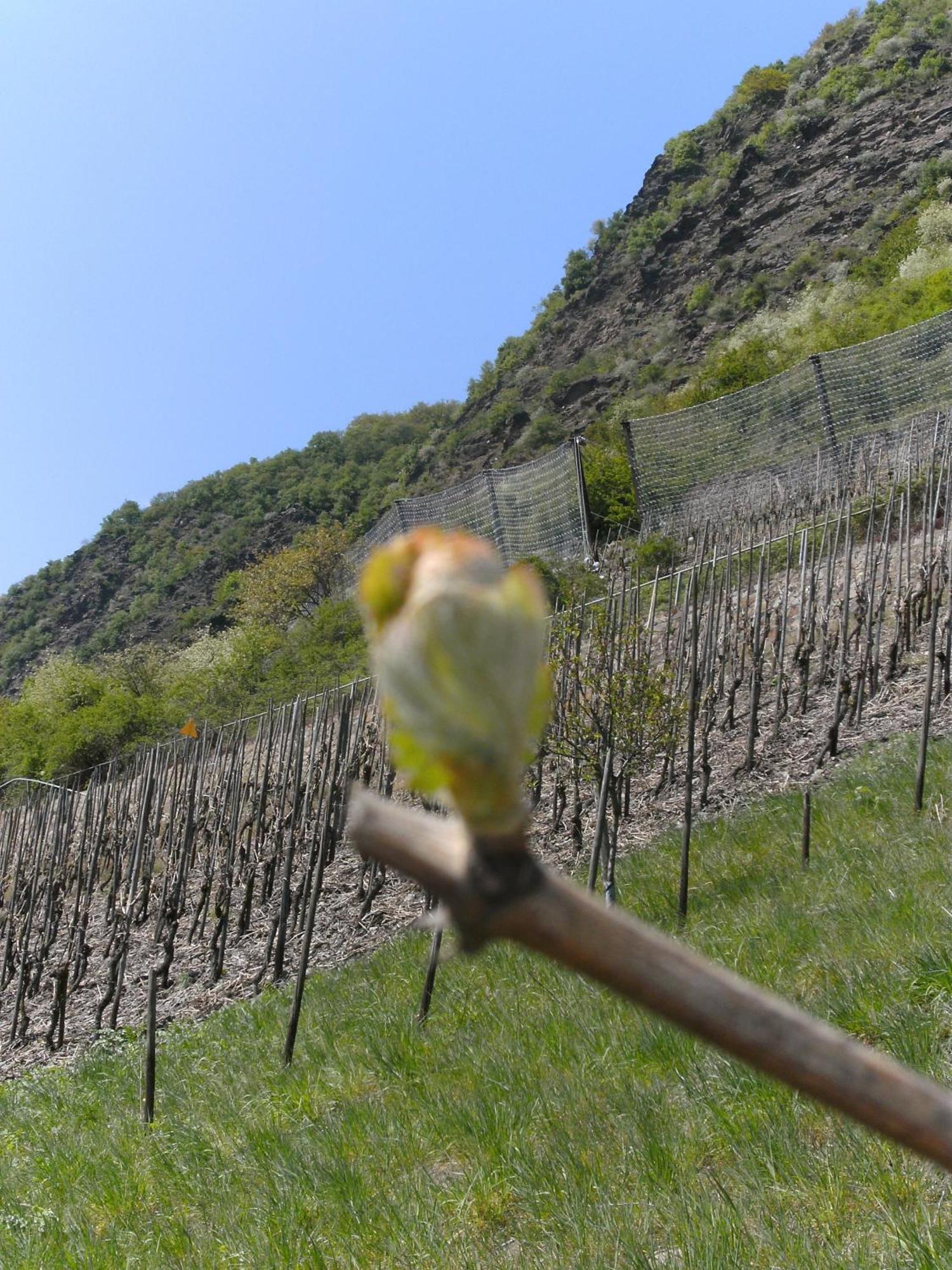 Weinhotel Hubertus Garni Klotten Bagian luar foto