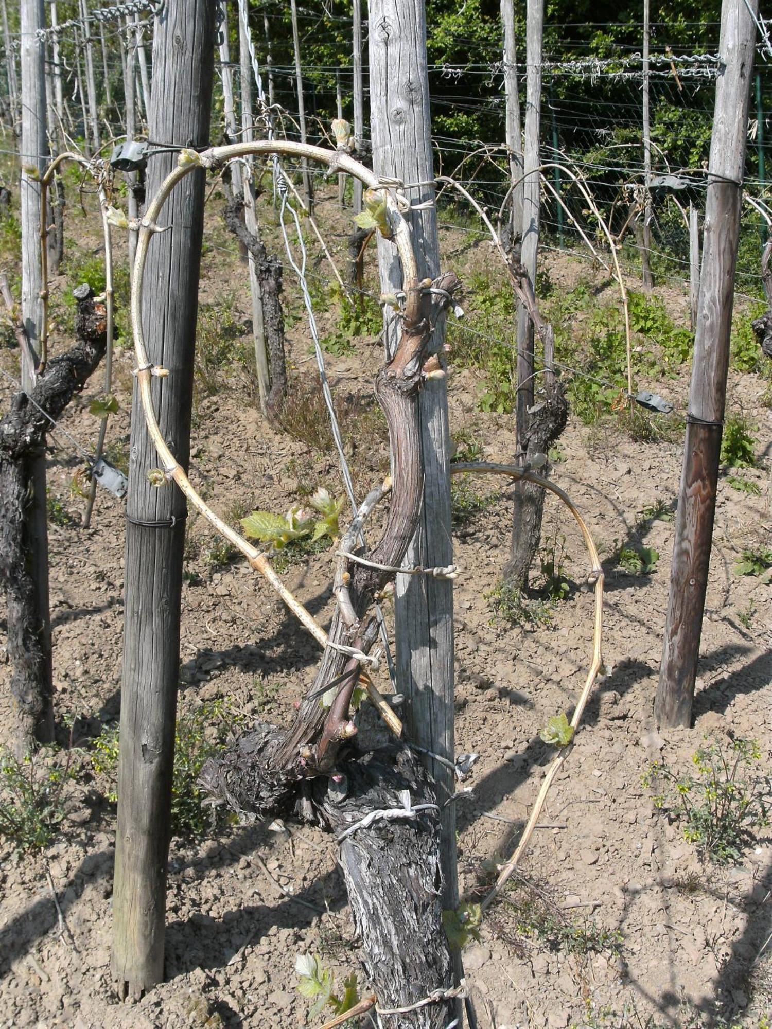 Weinhotel Hubertus Garni Klotten Bagian luar foto