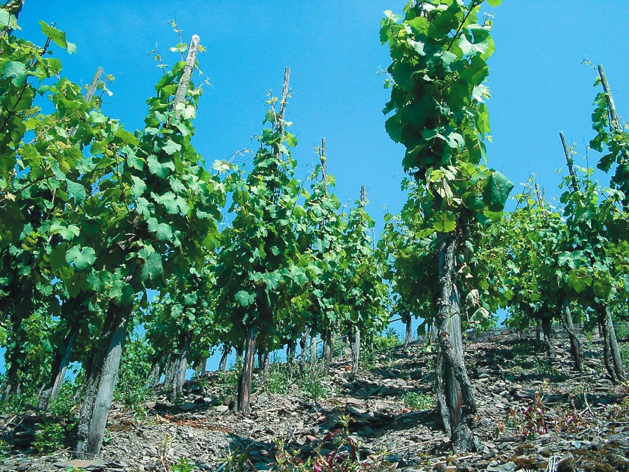 Weinhotel Hubertus Garni Klotten Bagian luar foto