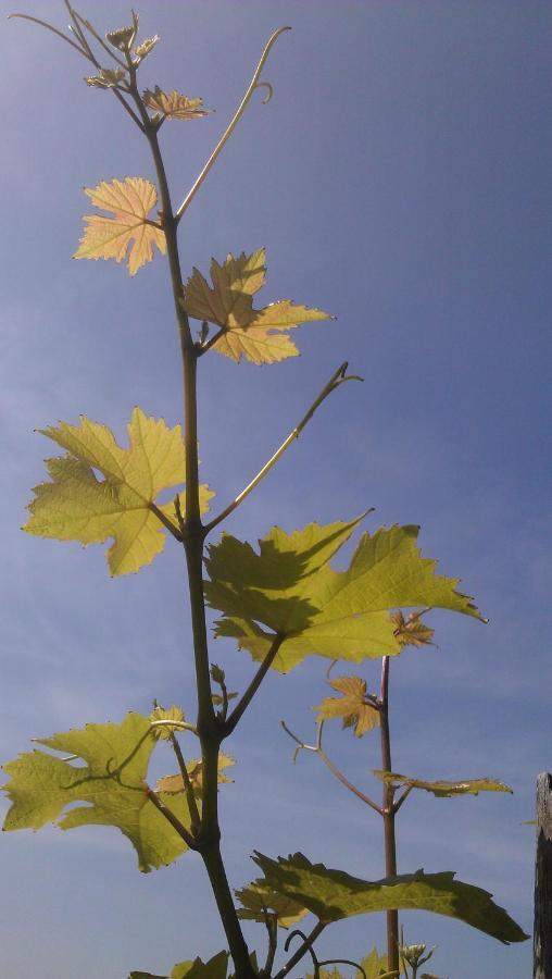 Weinhotel Hubertus Garni Klotten Bagian luar foto
