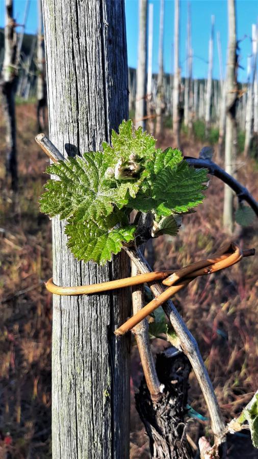 Weinhotel Hubertus Garni Klotten Bagian luar foto